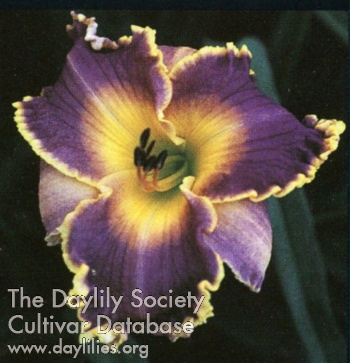 Daylily Forces of Nature